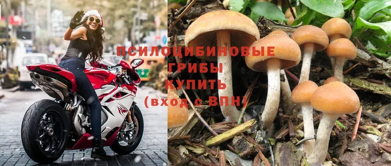 Псилоцибиновые грибы Psilocybine cubensis Семилуки